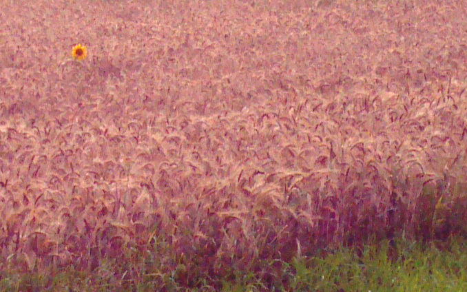 tornado-sonnenblume-standhaft